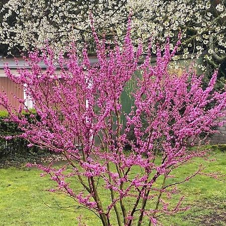 Zentral In Buer,Ruhig,Eg,Garten,Terrasse,Garage Gelsenkirchen Kültér fotó